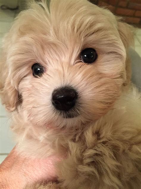 We are highly skilled cavapoo breeders with years of experience and a wonderful staff that has the knowledge and training. Paisley | Cute puppies, Puppies, Cavapoo