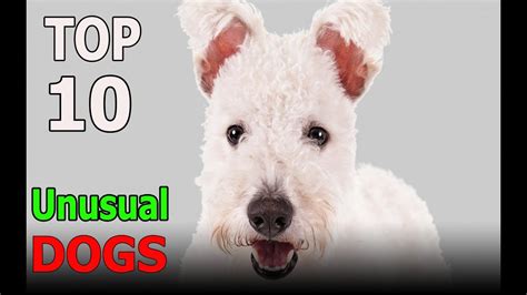 Top 10 Most Unusual Dog Breeds Top 10 Animals Youtube
