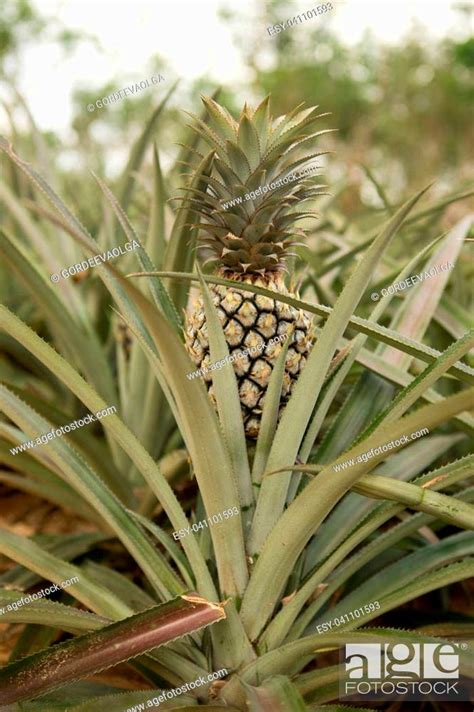 Pineapple Plant Tropical Fruit Growing In A Farm Thailand Stock