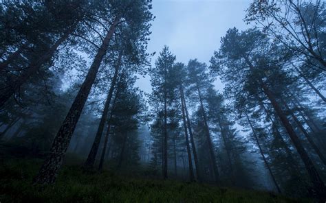 Nature Landscape Blue Mist Forest Atmosphere Sunrise Morning