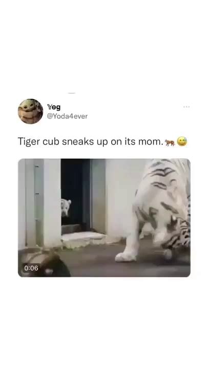 tiger cub sneaks up on its mom ifunny