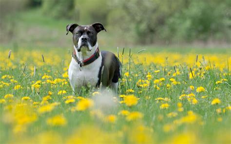 Download Wallpaper 2560x1600 Dog Muzzle Eyes Grass Flowers