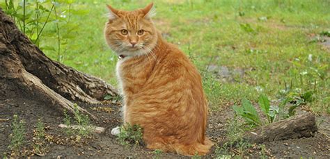 American Bobtail Cat Breed Information Characteristics And Facts