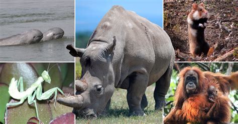 Top 175 Animals That Have Gone Extinct In The Last 10 Years
