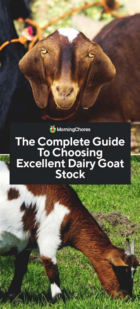 The Complete Guide To Choosing Dairy Goat Stock Goats Dairy Goats
