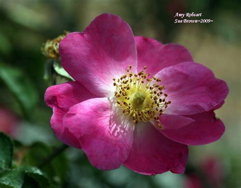 Plantfiles Pictures Sweetbriar Eglanteria Rose Amy Robsart 1 By