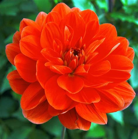 Bright Orange Red Flower