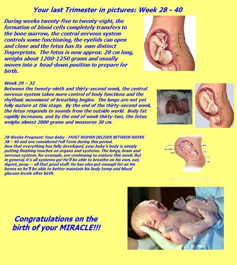 Your 3rd Trimester In Pictures Week 28 40 The Bridge Ministries International S A
