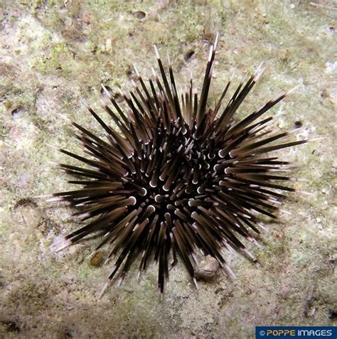 Sea Urchins Echinometridae Echinometra Mathaei Philippine