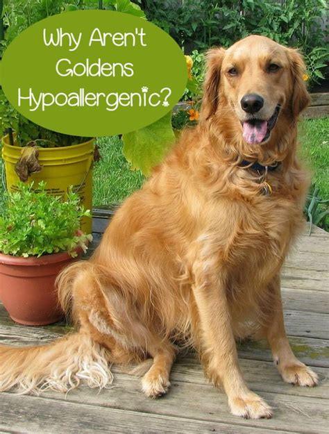 Is It Possible To Find A Hypoallergenic Golden Retriever By The Normal