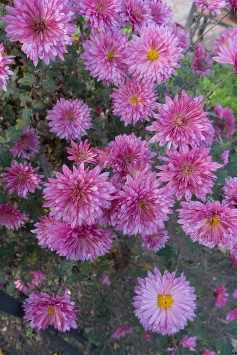 Showy Pink Flowerheads Of Chrysanthemum Morifolium Stock Photo Image