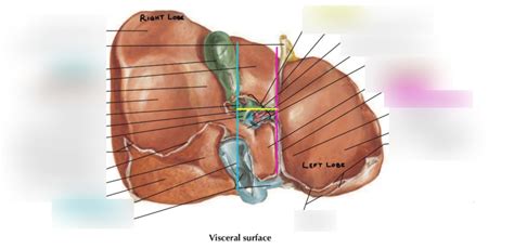 3 6 Liver Spots Netters Visceral Surface Diagram Quizlet