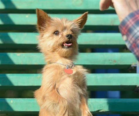 ¿qué Sabes Sobre Adiestramiento Canino Fisioterapiaviva