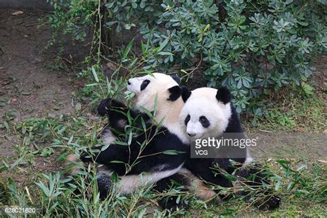 Giant Panda Mei Lun And Giant Panda Mei Huan Eat Bamboos At Chengdu