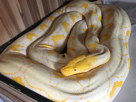 Adult Female Albino Reticuted Python Reptile Forums