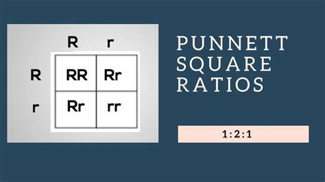 A pun is a play on words. Genotypic Ratios and Phenotypic Ratios for Punnett Squares ...