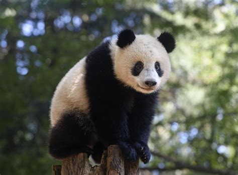 Japans Beloved Giant Panda Cub Shan Shan Turns One Year Old Japan