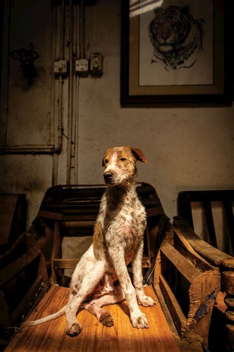See more of hope veterinary centre on facebook. Hounds of Hope - The Photoville FENCE