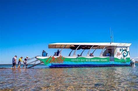 Great Sandy Marine Park Turtle Discovery And Cultural Ecotour