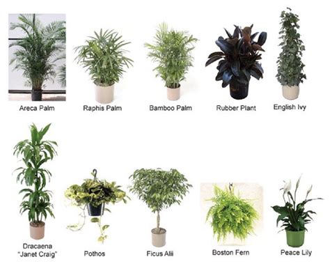 Top 10 House Plants That Clean The Air Openhearted Rebellion