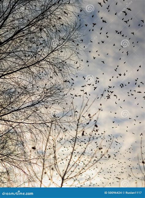 Fall Flock Of Birds Migrating South Stock Photo Image Of Group
