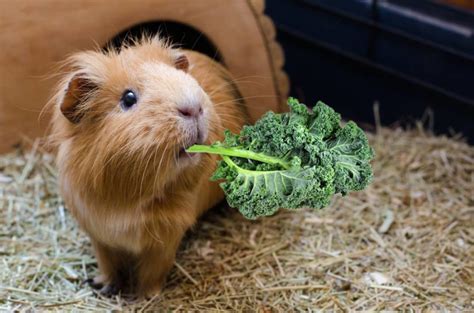 Hay, vegetables, fruits, branches, herbs and other plant. Can Guinea Pigs Eat Kale? Safety & Nutrition Guide ...