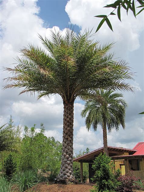 Indian Date Palm Tree Phoenix Sylvestris Kens Nursery