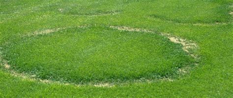 How To Identify And Control Fairy Rings