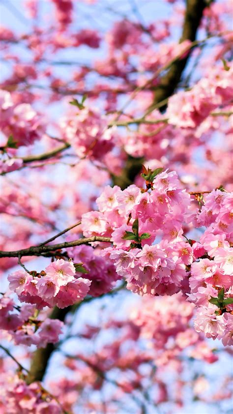 ❤ get the best cherry blossom wallpapers on wallpaperset. Free HD Cherry Blossom Tree Phone Wallpaper...1141