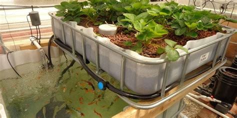 Well, first you should know that today the system of food production and. #aquaponics | Green Lab™