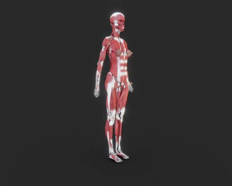 3d Model Female Muscular System Vr Ar Low Poly Cgtrader