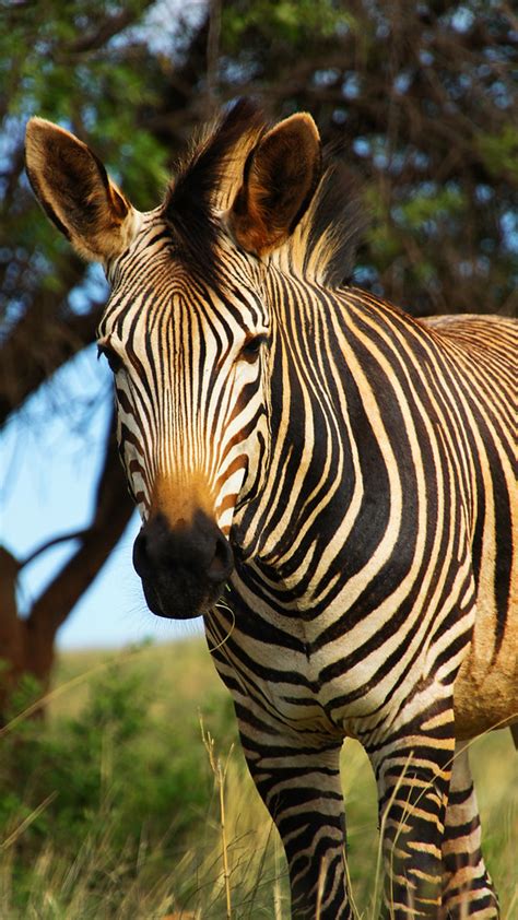 Zebra South Africa Steve Evans Flickr
