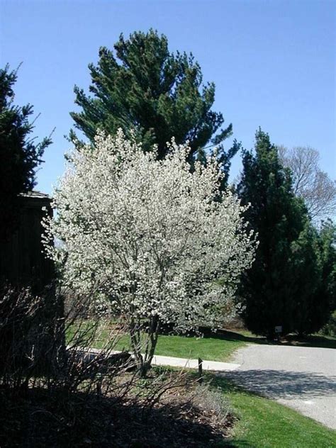 Amelanchier × Grandiflora Robin Hill Robin Hill Apple Serviceberry