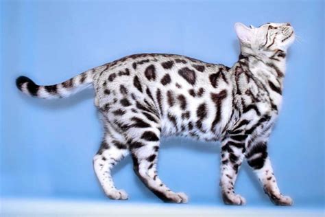 Discover Everything About The Silver Bengal Cat Animalia Planet