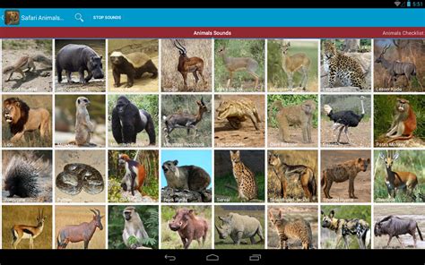 In this list contains some of african safari animals, most endangered animals in africa, deadliest animal in africa and other animals. Safari Animal Sounds and List - Android Apps on Google Play