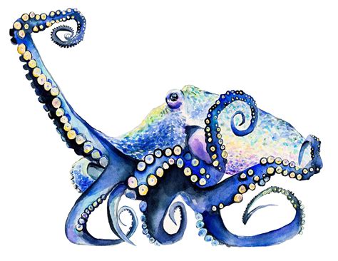Great Pacific Octopus Fine Art Print Octopus Art Print Octopus Art