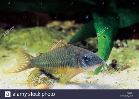High Fin Brochis Emerald Catfish Corydoras Splendens Brochis