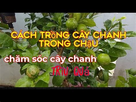C Ch Tr Ng C Y Chanh Trong Ch U Sai Tr U Qu C Ch Ch M S C C Y Chanh