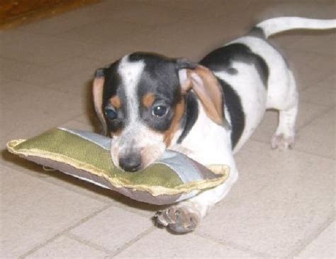 Piebald is a safe means of creating white dachshund color, not lethal like dapple gene. dapple piebald dachshund puppies for sale | Zoe Fans Blog ...