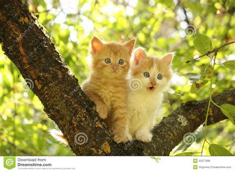 Two Cute Kittens Sitting On The Tree Branch Stock Photo