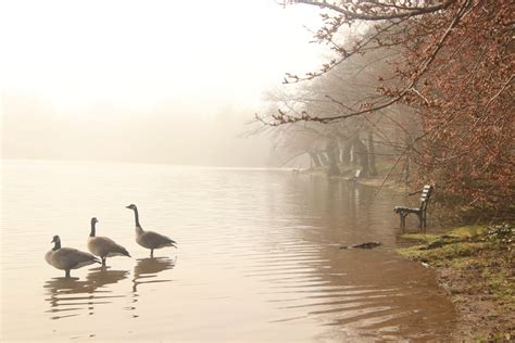 Geese Lounging At A Flooded Tidal Basin Smithsonian Photo Contest