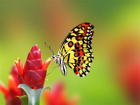 Maybe you would like to learn more about one of these? Types of Butterflies Names - 25 Most Colorful Butterfly ...