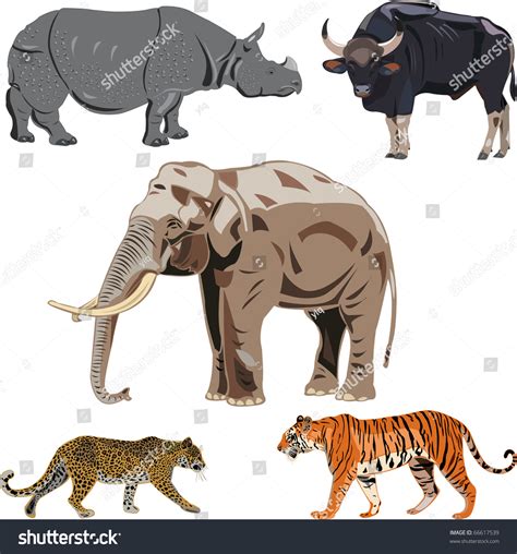 Five Big Wild Beasts In India Stock Vector Illustration 66617539