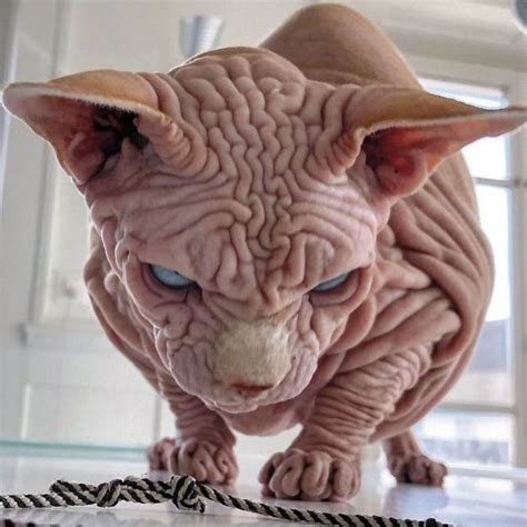 Check Out These Devious Looking Hairless Wrinkly Cats Demotix