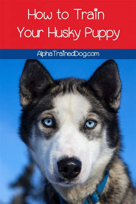 Treat this just like a meal, and take them out to potty soon afterward. 8 Amazing Tips on Training a Husky Puppy in 2020 (With ...
