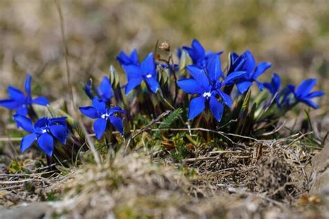 Premium Photo Blue Mountain Flower In The Foreground In Spring