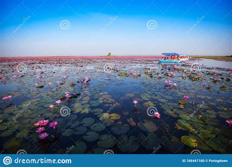 Tourist Boat On The Lake River With Red Lotus Lily Field Pink Flower On