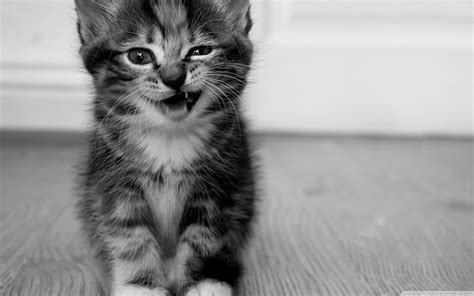 Cute Kitten Wallpapers Those Can Make Your Day Instantly