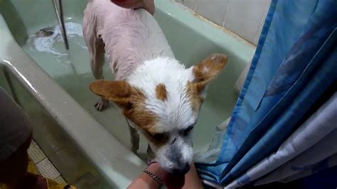 Dog Bathing Youtube
