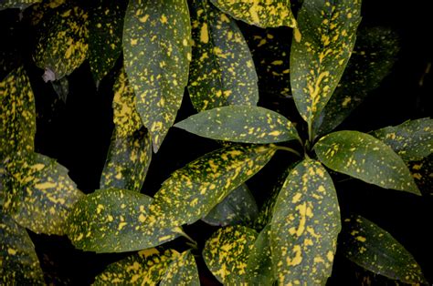 Spotted Croton Plant Free Stock Photo Public Domain Pictures